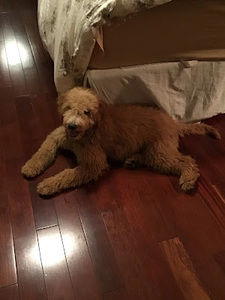 Meet your Posher, Madelyn